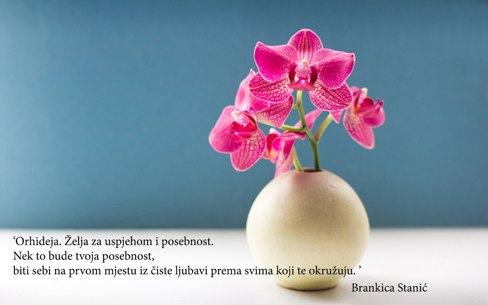 Flowershop by Brankica Stanić – Orhideja